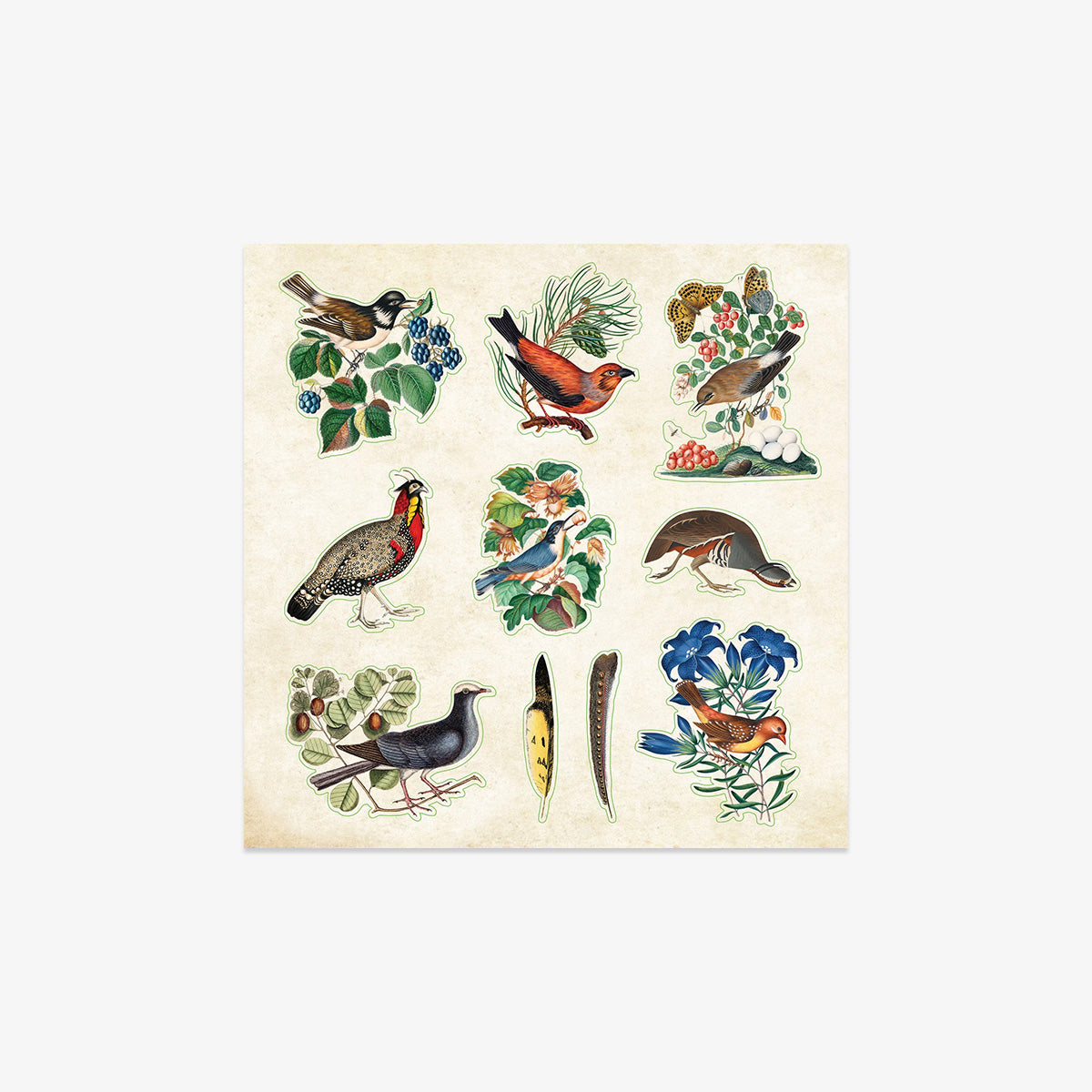 KLISTERMÆRKEBOG // ZOOLOGICAL EPHEMERA