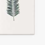 LILLE KORT // PALME II
